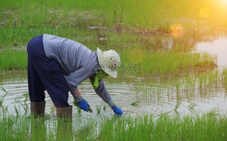 农业种植短视频剪辑 夏日随手拍#稻谷的种植过程一般包括以下几个步骤： 1