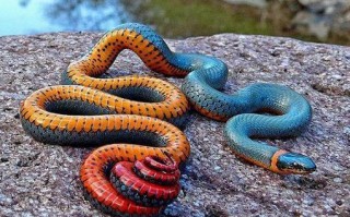 苏州黑蛇科技，苏州黑色的蛇